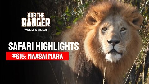 Safari Highlights #615: 18th August 2021 | Maasai Mara/Zebra Plains | Latest Wildlife Sightings