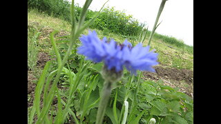 Sharpen Eyesight Cornflower Sept 2022