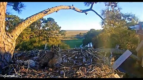 Mom Follows Osprey Circling Nest-Cam One 🦉 3/13/22 18:46