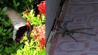 ''Beautiful'' huge butterfly and ''ugly'' spider, Koh Phangan, Thailand