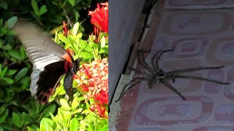 ''Beautiful'' huge butterfly and ''ugly'' spider, Koh Phangan, Thailand