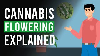 Flowering Cannabis: Week by Week Guide!