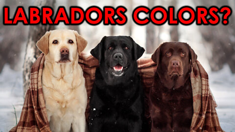 What Causes Labradors Colors Including The Famous Silver Labs