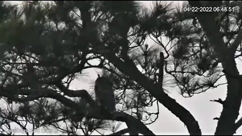 Mom and Owlbrey By The Marsh 🦉 4/22/22 06:47