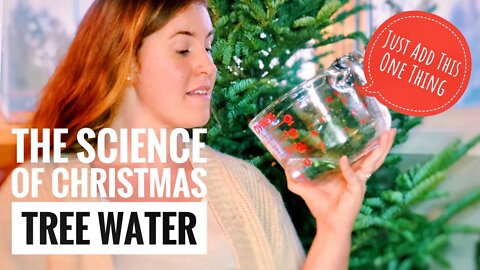CHRISTMAS TREE WATER MIXTURES. THE SCIENCE BEHIND WHAT WORKS BEST TO PREVENT NEEDLE DROP. 🎄🪴🎄