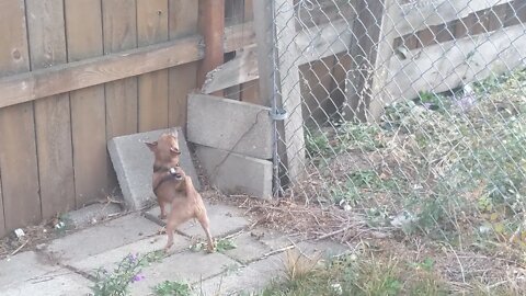 The cat is taunting him