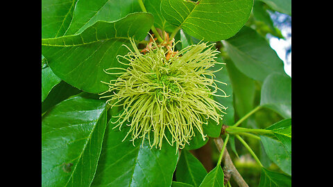 Maclura Pomifera Tree, Osage Orange Fruit, Hedge Horse Apple