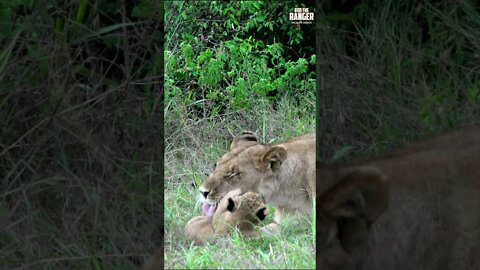 Lovely Lion Cubs Play With Mum | Saturday #shorts