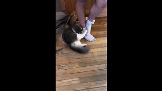 Donny Kitty Playing Footsie