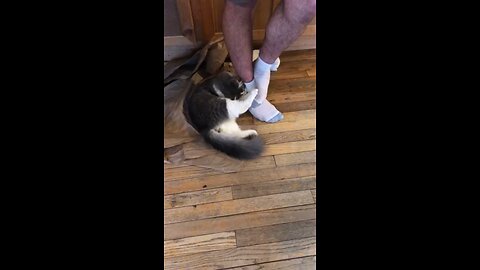Donny Kitty Playing Footsie