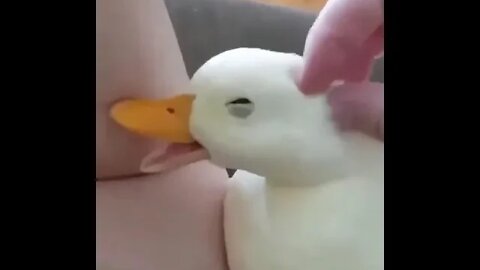 Cute Talking duck