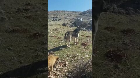 The wolf dog is a hybrid dog of a wolf used to protect herds from wolves