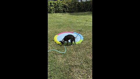 Puppy Splash Pool In Paradise #SplashPool #PuppyPool #Amazon #mywalksinparadise #4K