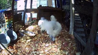Silkie chicks eating chick crumbles