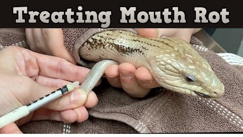 Treating Mouthrot, Stomatitis in my Blue Tongue Skink