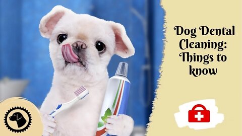 Dog Dental Cleaning: What You Should Know | DOG HEALTH 🐶 #BrooklynsCorner