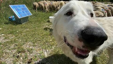 Wolves, dogs and hikers learn to live together in France