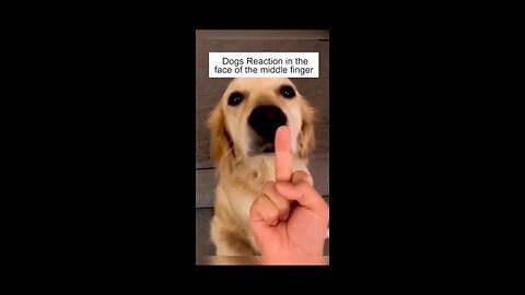 Dogs reaction in the face of the middle finger 🤣🤣