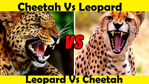 Leopard Vs Cheetah. Cheetah Vs Leopard. (Tutorial Video)