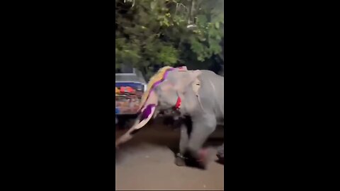 Angry elephant thrashing everyone, finally defeated by his master in India