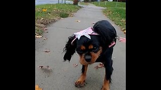 Adorable Fall time Bella & Roe Outside 🐾🐕🐾#rottweiler #cavalierkingcharles #puppy#cutenessoverload