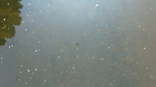 fish in river