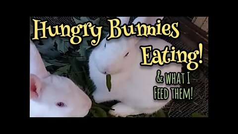 Hungry Bunnies Eating and What I Feed Them - Ann's Tiny Life and Homestead