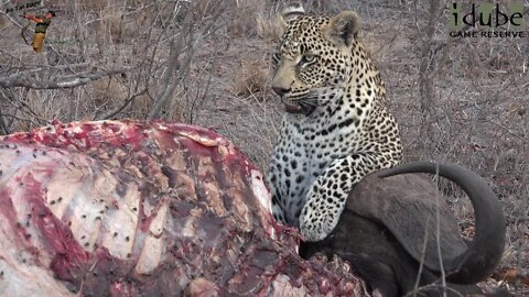 Young Male Leopard Feeds On The Remains Of A Buffalo Bull