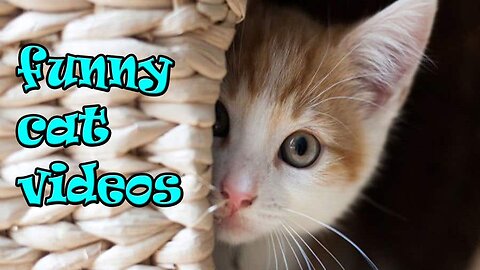 Baby Cats_ Cute And Funny Videos Compilation