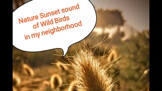 Sweet sound of wind and wild birds in my neighborhood CAPETOWN, SOUTH AFRICA