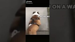 Dog RAILS Garbage Cans Like It's Nothing tiktok snoringcookie