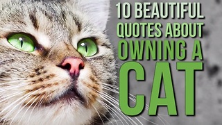 10 Memorable quotes about the joys of owning a cat