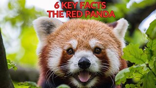 From Bamboo Grasping to Tree Dwellers: The Fascinating Lives of Red Pandas 6 Key Facts #redpanda