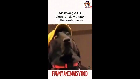 🐾🤣 Animal Antics: The Funniest Pets on the Planet! 😆 Part 4