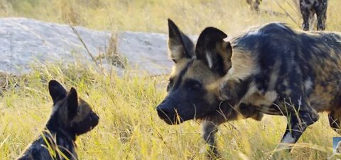 Robotic spy puppy meets wild dog