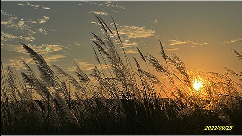 22_0925F168 烏溪夕陽芒花