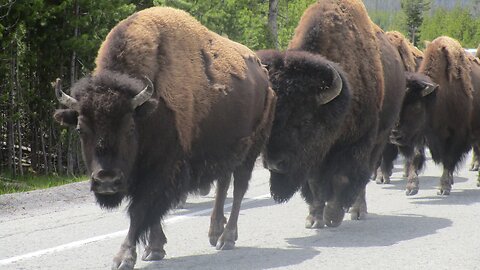 Buffalo Stampede in Yellowstone