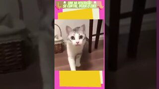 Gato falando! "Vem cá", alguém entendeu? 😱😨 Veja! #shorts #cute #cat