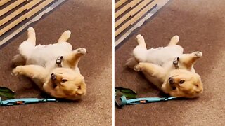 Cute Dog Plays Dead In Nyc Apartment Lobby