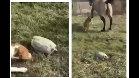 They way they git scared 😱😂 #rumble #youtube #viral #animals