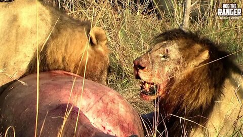 Hippo Feast For Two Old Lions | Archive Mapogo Footage