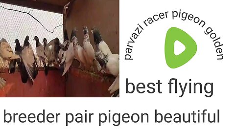 Parvazi pigeon beautiful breeder pair higher flying