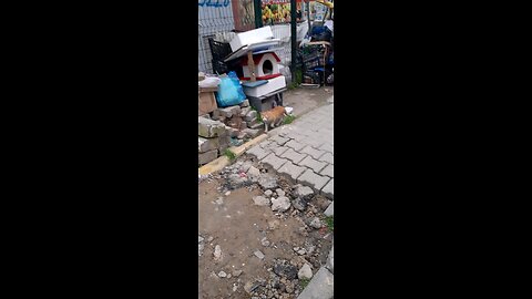 İSTANBUL TURKEY STREET CAT