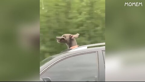 Funny Dog On Car SunRoof🤪🌊 TryNotToLaugh