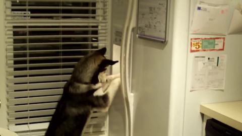 Husky Operates Refrigerator's Ice Machine