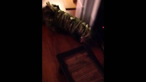 Exotic Cat in Alligator Costume - He moves like Baby Godzilla