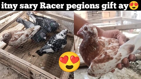 Racer pigeons join our setup 😍❤️