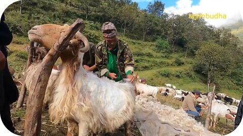 The pastoral life & Nature: Παραδοσιακός τρόπος κουρέματος