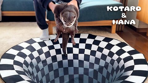 Can Otters See Optical Illusions? | Indoor Sinkhole