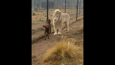 Lion asks dog for forgiveness